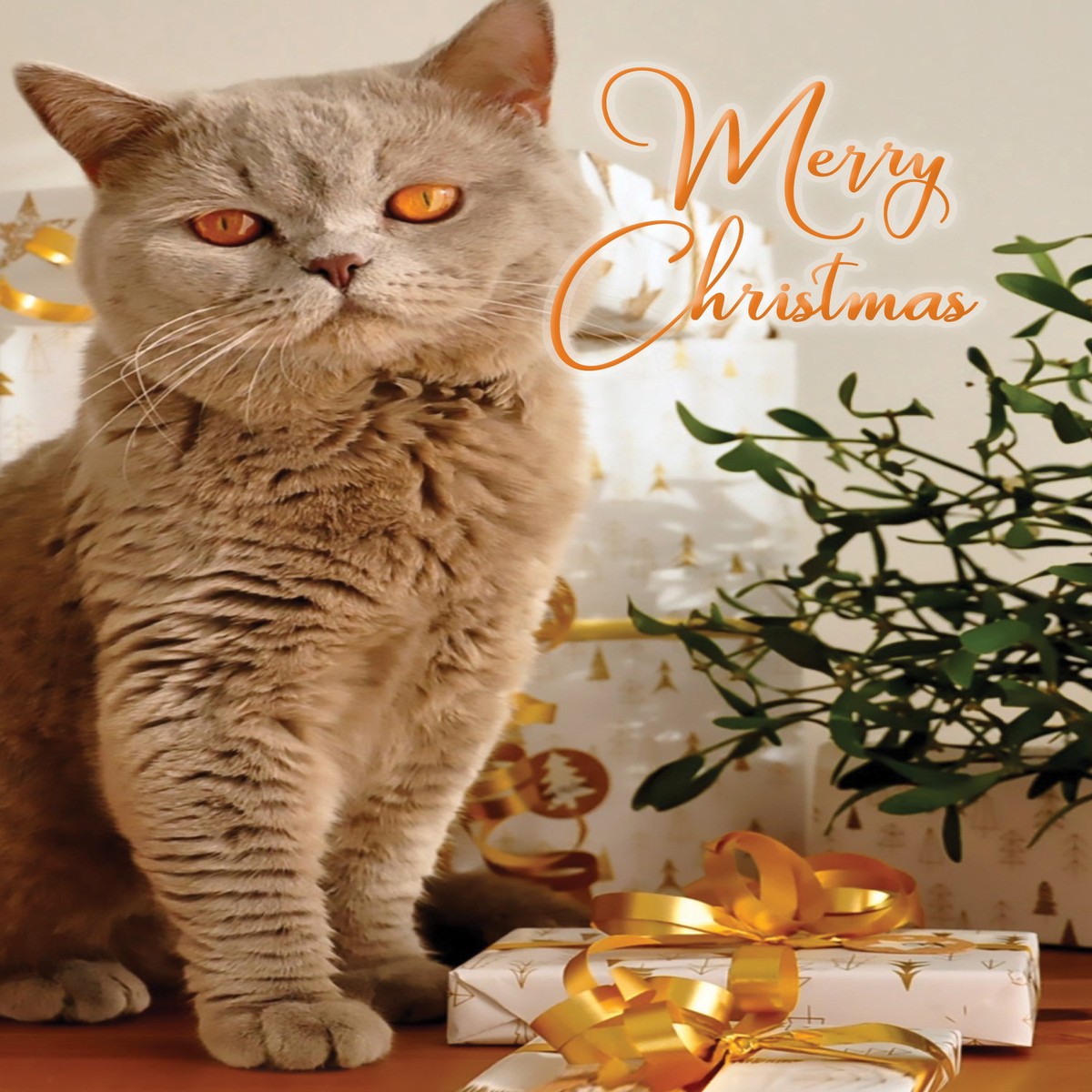 FRSBX724 Christmas Card Set